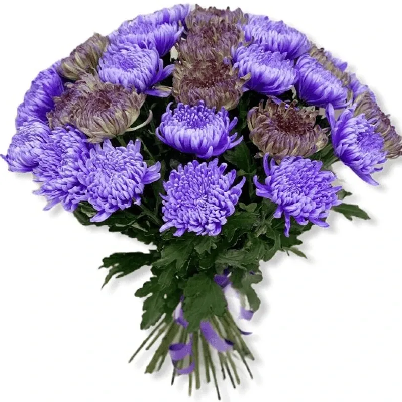 Хризантемы одноголовые микс