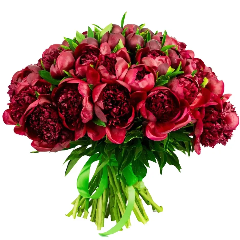 Пион бордовый