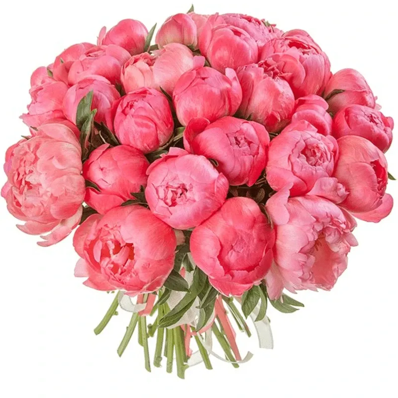 Пион коралловый